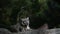 A Himalayan snow leopard Panthera uncia lounges on a rock, beautiful irbis in captivity at the zoo