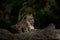 A Himalayan snow leopard Panthera uncia lounges on a rock, beautiful irbis in captivity at the zoo, National Heritage Animal