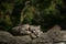 A Himalayan snow leopard Panthera uncia lounges on a rock, beautiful irbis in captivity at the zoo, National Heritage Animal