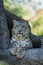 A Himalayan snow leopard Panthera uncia lounges on a rock, beautiful irbis in captivity at the zoo, National Heritage Animal