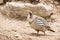 Himalayan Snow Pheasant