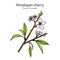 Himalayan or sour cherry Prunus cerasoides , medicinal plant