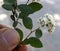 Himalayan spiraea, Spiraea canescens