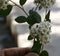 Himalayan spiraea, Spiraea canescens