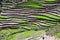 Himalayan steppe paddy farming Uttaranchal India