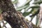 Himalayan striped squirrel on a branch