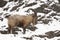 Himalayan tahr