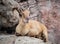 Himalayan Tahr Lying on Rock Chewing Cud