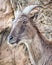 Himalayan tahr on Rockface Looking Surprised