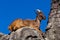 Himalayan Tahr sitting on a cliff