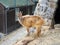 Himalayan tar. Mammal of the family of the Pole, the genus of tara, Hemitragus jemlahicus. Himalayan tahr in the zoo