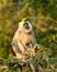Himalayan Tarai gray langur or northern plains gray langur in natural green background with funny expression at jim corbett