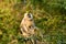 Himalayan Tarai gray langur or northern plains gray langur in natural green background with funny expression at jim corbett