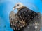 The Himalayan vulture (Gyps himalayensis) or Himalayan griffon vulture at the Dehradun city zoo. Uttarakhand India