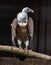 Himalayan vulture or Himalayan bald vulture sits on a log in the zoo.