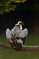 The Himalayan vulture or Himalayan griffon vulture Gyps himalayensis sitting on the branch. Volture in backlight