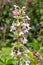 Himalayan whorlflower morina longifolia flower