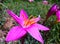 Himalayan wild lily full bloom creative closeup