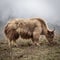 Himalayan yak in Nepal.