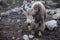 Himalayan yaks in herd