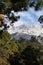 Himalayas framed by pine trees at dharamsala India