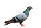 Himalyan pigeon