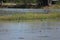 Himan topus himantopus bird wading in the water looking for food.