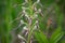 Himantoglossum adriaticum, the Adriatic lizard orchid in a meadow in the Slovakian Little Carpathian Mountains Stupava