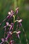 Himantoglossum caprinum subspecies rumelicum
