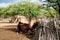 Himba village with traditional huts near Etosha National Park in Namibia