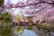 Himeji Castle and Moat in Spring