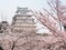 Himeji Castle during the Sakura bloom season