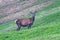 Hind, female Red Deer.