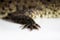 Hind paw and claws cub Nile crocodile Crocodylus niloticus on a white background