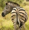 Hind view of Zebra in natural environment