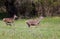 Hind and young deer on meadow