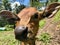 Hindu cow in Bali. Brown baby cow. Detail. Closeup