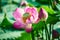 The hindu lotus seedpod and buds