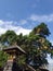 a Hindu religious temple near a large tree contains a mystical aura