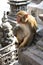 Hindu Rhesus Monkey - Nepal