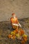 A hinduism ancient statuette of the holy man Sai Baba with offerings on blurred background
