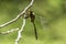 Hine\'s Emerald Dragonfly