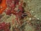 Hinge-beak Shrimp Rhynchocinetes durbanensis on hard coral during leisure dive in Sabah, Borneo.