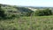 Hinkley Point view and Somerset countryside with pink foxglove flowers in foreground