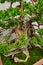 Hinoki Cypress bonsai tree with holes in trunk and gnarly roots growing into bed of green moss