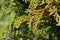 Hinoki cypress Pygmaea