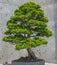 Hinoki False Cypress Bonsai