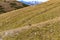 Hinterer Polster - A mountain goat on an alpine meadow in the Hochschwab mountain region in Styria, Austria