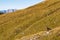 Hinterer Polster - A mountain goat on an alpine meadow in the Hochschwab mountain region in Styria, Austria