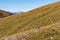 Hinterer Polster - A mountain goat on an alpine meadow in the Hochschwab mountain region in Styria, Austria